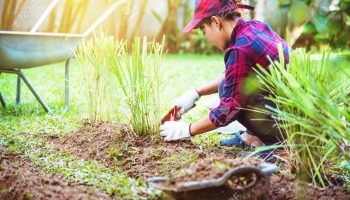 LANDSCAPE SERVICES