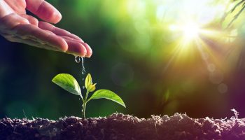 LANDSCAPE SERVICES